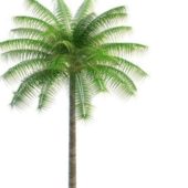 Tropical Green Palm Tree
