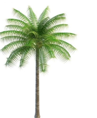 Tropical Green Palm Tree