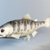 Animal Trout Fish