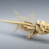 Animal Tuna Fish Skeleton