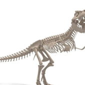 Tyrannosaurid Dinosaur Skeleton Animals