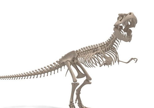 Tyrannosaurid Dinosaur Skeleton Animals