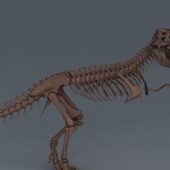 Tyrannosaurus Rex Skeleton | Animals