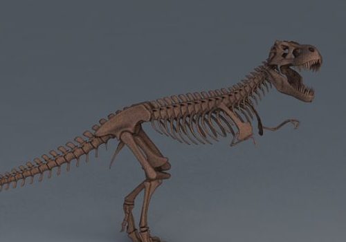 Tyrannosaurus Rex Skeleton | Animals