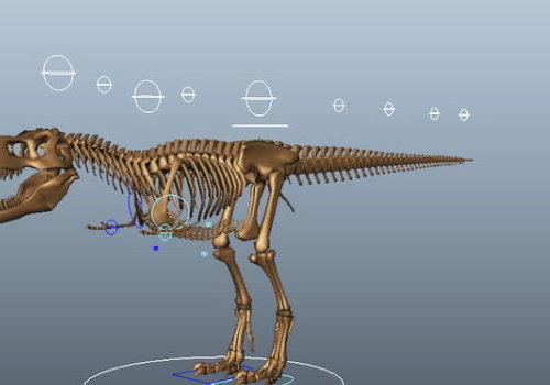 Tyrannosaurus Rex Dinosaur Skeleton