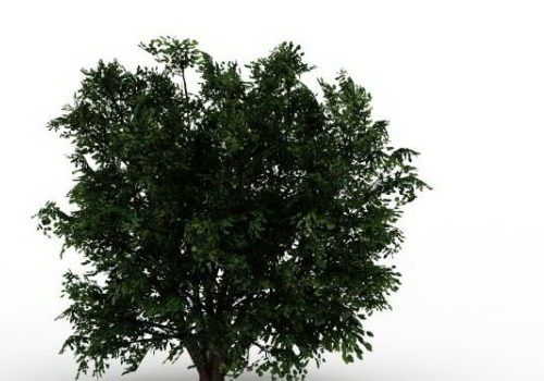 Ulmus Campestris Tree Plant
