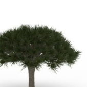 Umbrella Shape Pine Tree