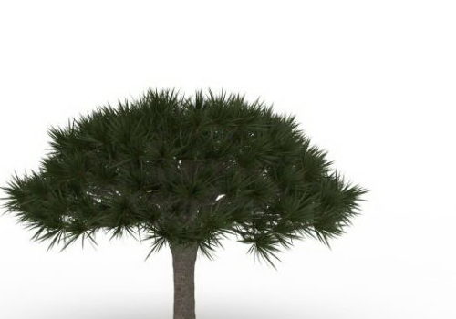 Umbrella Shape Pine Tree