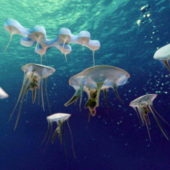 Underwater Sea Jellyfish Animal