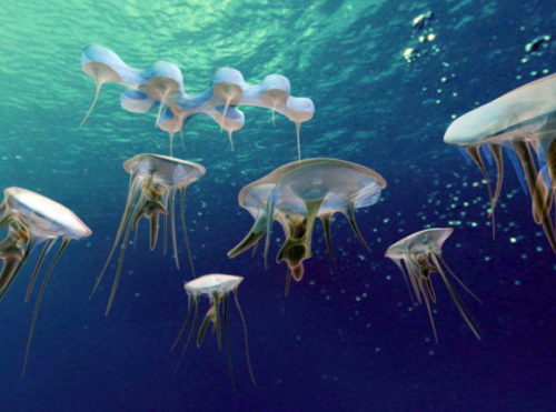Underwater Sea Jellyfish Animal