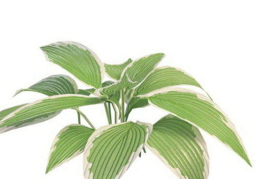 Variegated Garden Leaf Plant