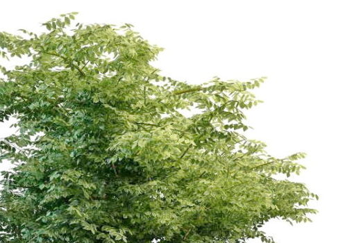 Nature Green Variegated Leaf Tree