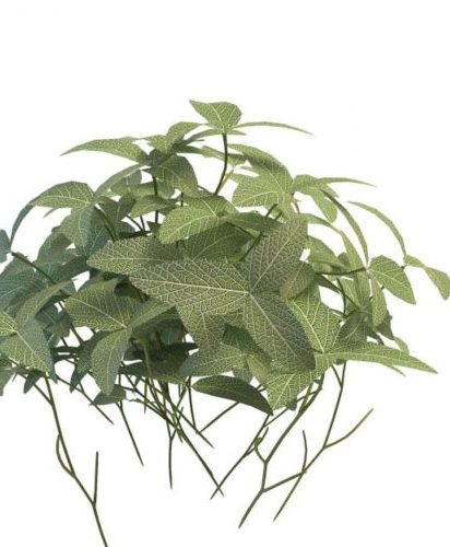 Green Variegated Plant