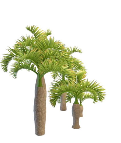 Varieties Of Bottle Nature Palm Tree