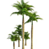 Royal Palms Tree Collection