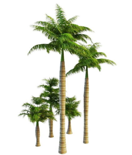 Royal Palms Tree Collection