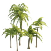 Collection Coconut Palm Tree