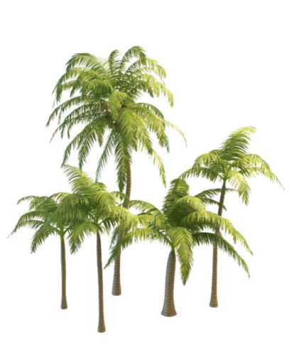 Collection Coconut Palm Tree