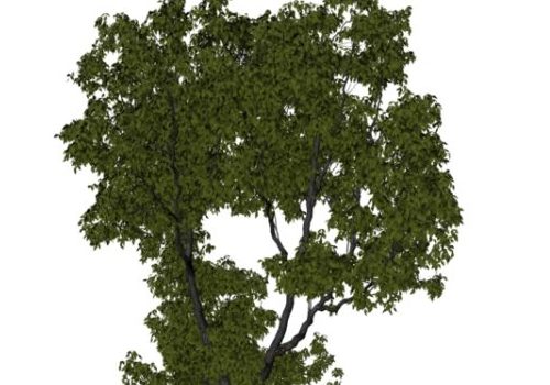 Garden Vegeta Elm Tree