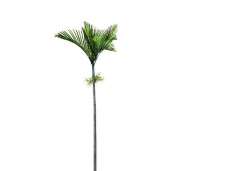 Veitchia Joannis Palm Tree