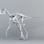 Animal Velociraptor Skeleton