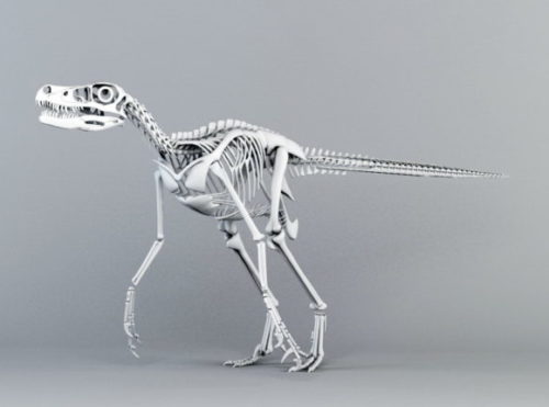 Animal Velociraptor Skeleton