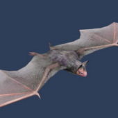 Wild Vesper Bat