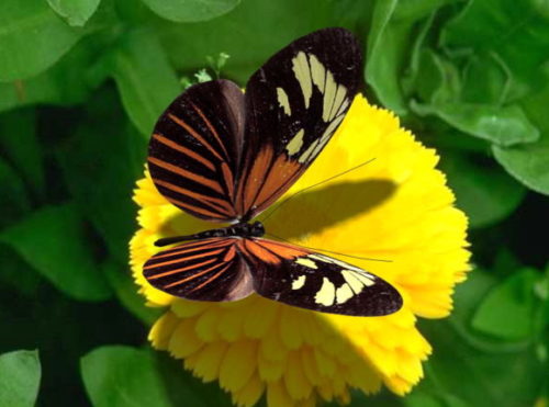 Viceroy Butterfly Animal