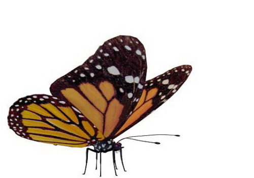 Viceroy Butterfly Animals
