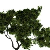 Green Walnut Tree