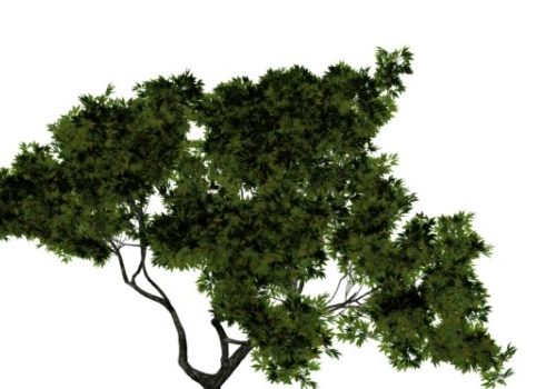 Green Walnut Tree