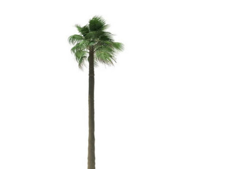 Washingtonia Filifera Palm Tree