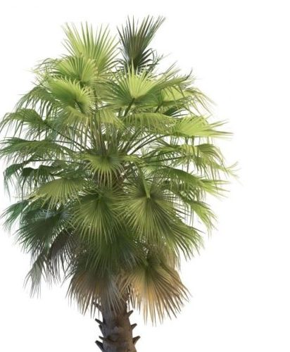 Wild Washington Palm Tree