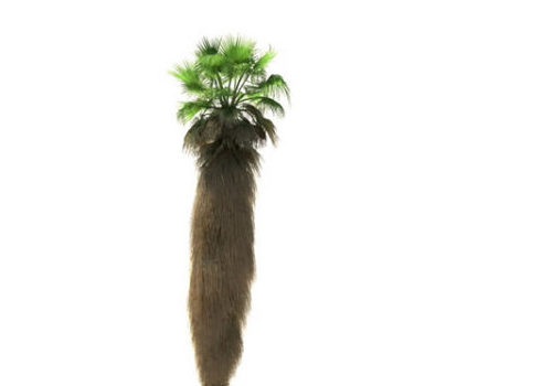 Washingtonia Palm Tree