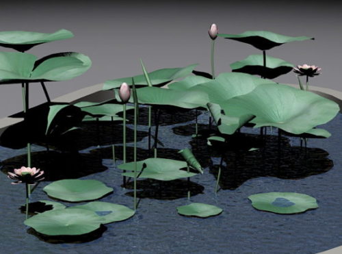 Lily Plant In Pond