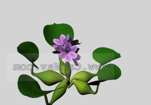 Garden Plant Water Hyacinth