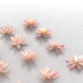 Water Flower Lily Lotus