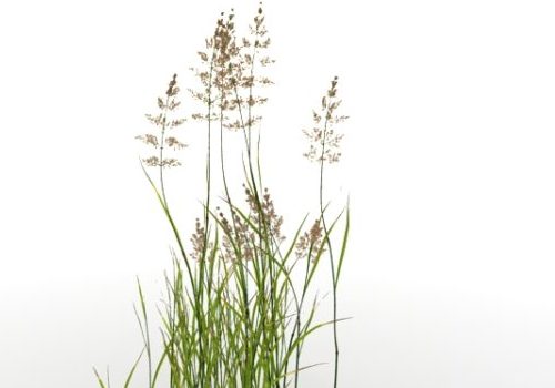 Garden Water Reed Plant