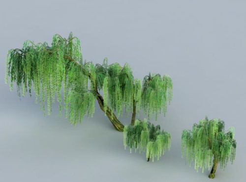 Nature Weeping Willow Trees