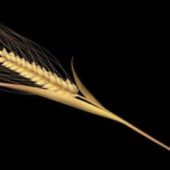 Plant Wheat Spike-let Stem
