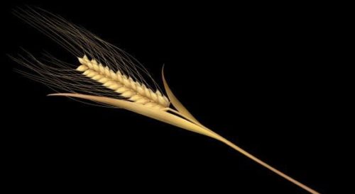 Plant Wheat Spike-let Stem