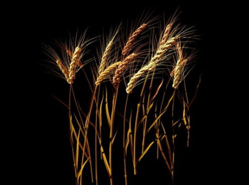 Wheat Stalk Plant