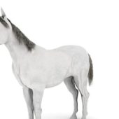 Realistic White Arabian Horse Animals