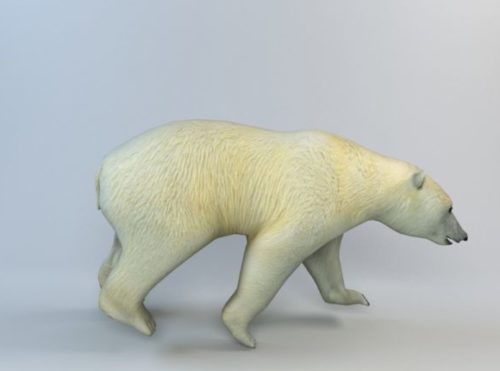Animal White Bear