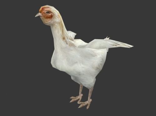 White Chicken Animal