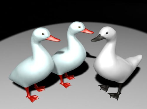 Animal White Ducks