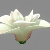 Nature White Flower