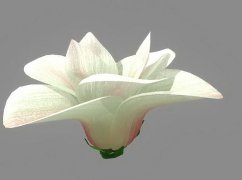 Nature White Flower