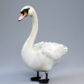 Animal White Goose