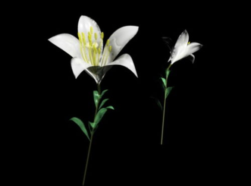 Plant White Lily Flower
